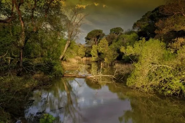 foresta-Tenuta-Migliarino