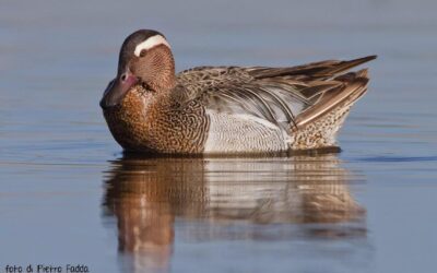 Speciale Birdwatching all’Oasi Lipu di Massaciuccoli