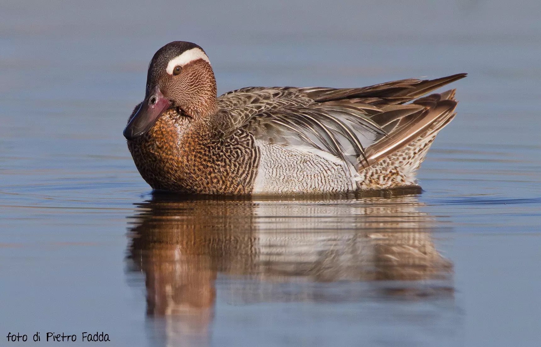 speciale-birdwatching