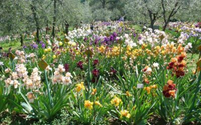 Giardino dell’Iris – apertura 2023