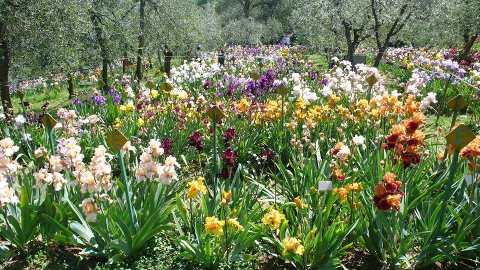 Giardino-Iris-Firenze