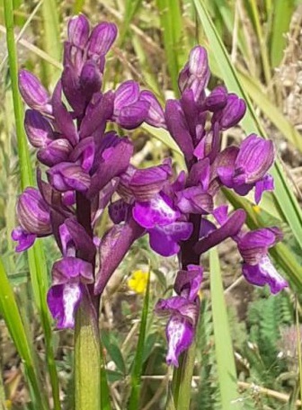 Villa-La-Petraia-orchidee-spontanee