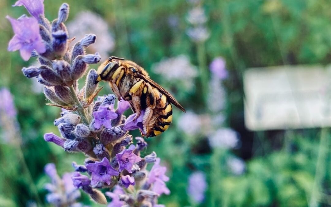 Guida alle meraviglie dell’Orto botanico