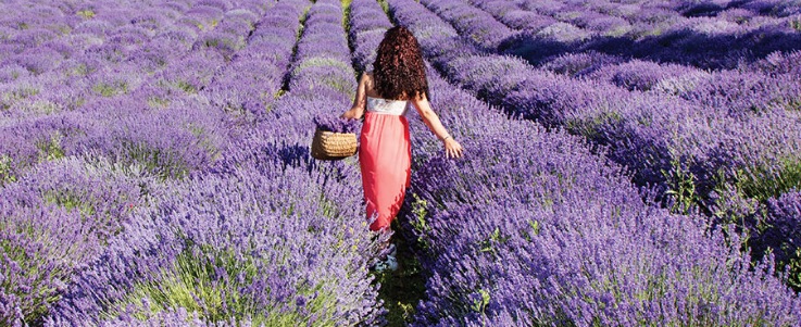 I Giorni della Lavanda